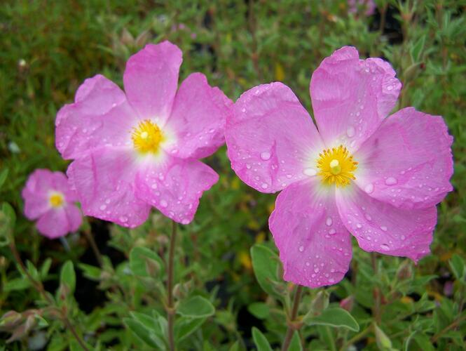 Cist, skalní růže 'Golden Treasure' - Cistus 'Golden Treasure'