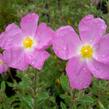 Cist, skalní růže 'Golden Treasure' - Cistus 'Golden Treasure'