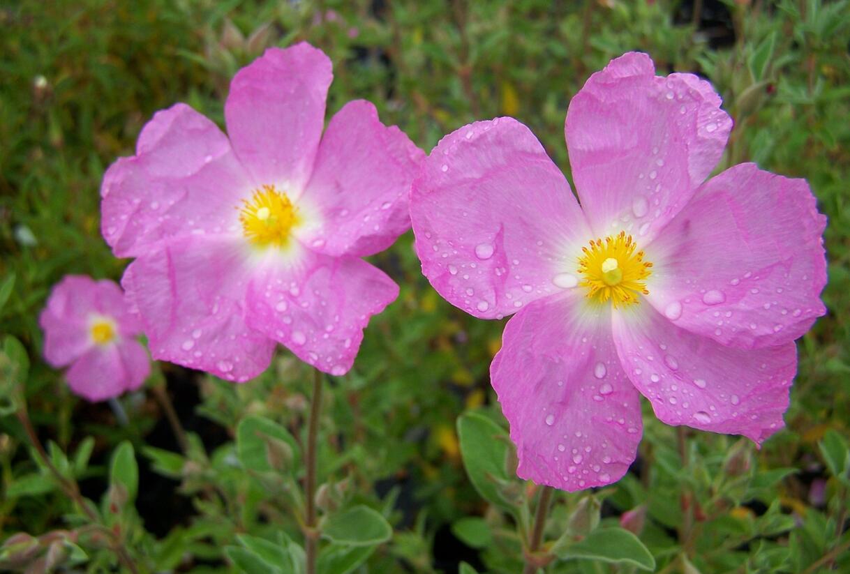 Cist, skalní růže 'Golden Treasure' - Cistus 'Golden Treasure'
