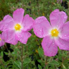 Cist, skalní růže 'Golden Treasure' - Cistus 'Golden Treasure'