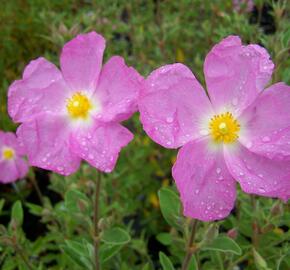 Cist, skalní růže 'Golden Treasure' - Cistus 'Golden Treasure'