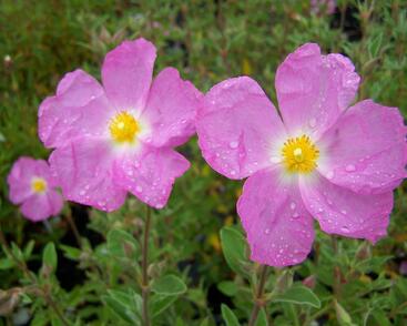Cist, skalní růže 'Golden Treasure'