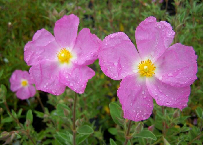 Cist, skalní růže 'Golden Treasure' - Cistus 'Golden Treasure'