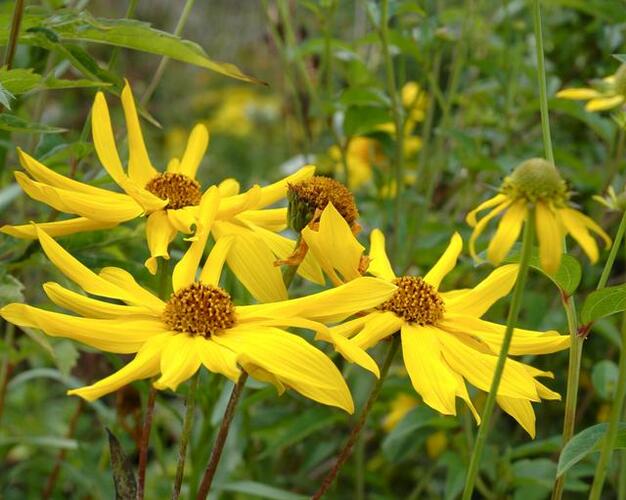 Slunečnice 'Monarch' - Helianthus atrorubens 'Monarch'