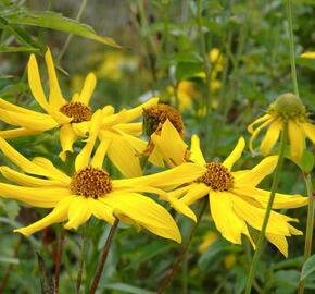 Slunečnice 'Monarch' - Helianthus atrorubens 'Monarch'