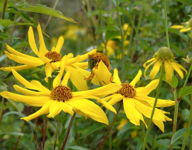 Slunečnice 'Monarch' - Helianthus atrorubens 'Monarch'