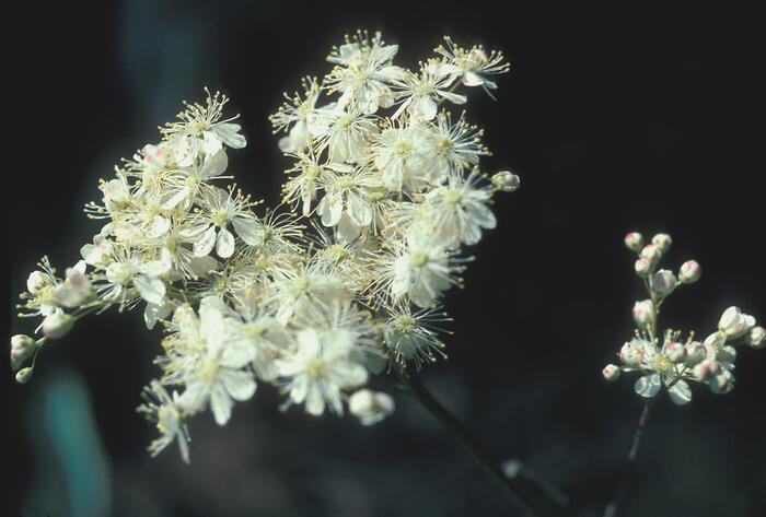 Tužebník obecný - Filipendula vulgaris