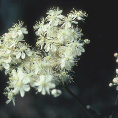 Tužebník obecný - Filipendula vulgaris