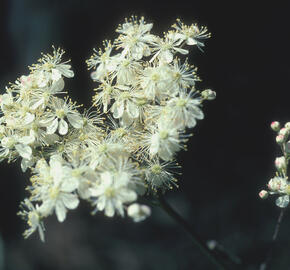 Tužebník obecný - Filipendula vulgaris