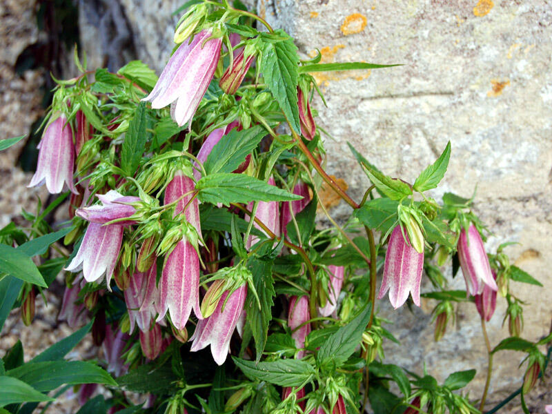 Zvonek - Campanula takesimana