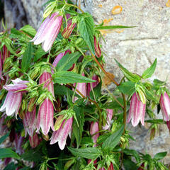 Zvonek - Campanula takesimana