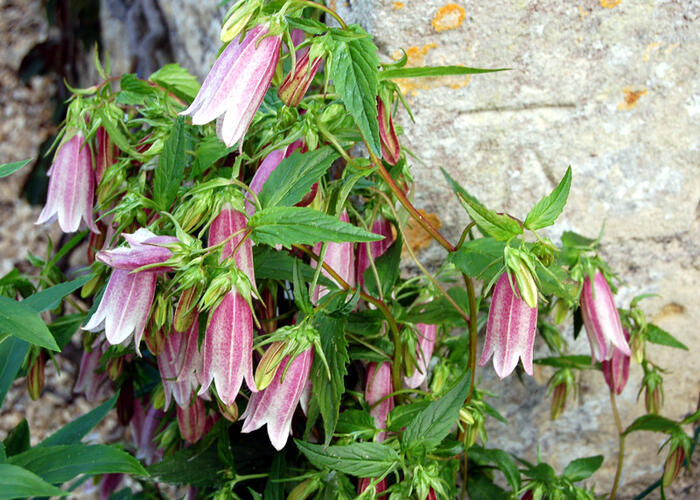 Zvonek - Campanula takesimana