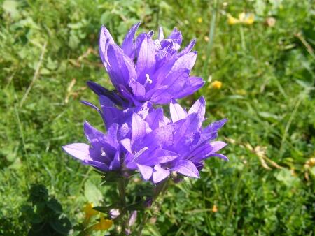 Zvonek klubkatý 'Speciosa' - Campanula glomerata 'Speciosa'