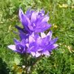 Zvonek klubkatý 'Speciosa' - Campanula glomerata 'Speciosa'