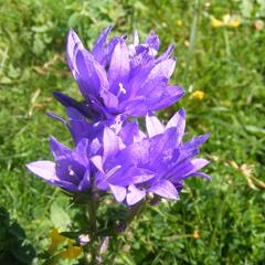 Zvonek klubkatý 'Speciosa' - Campanula glomerata 'Speciosa'