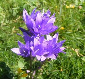 Zvonek klubkatý 'Speciosa' - Campanula glomerata 'Speciosa'