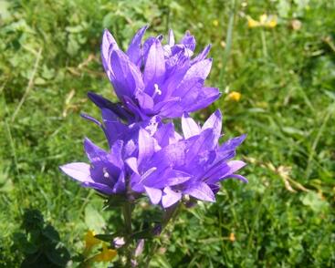 Zvonek klubkatý 'Speciosa'