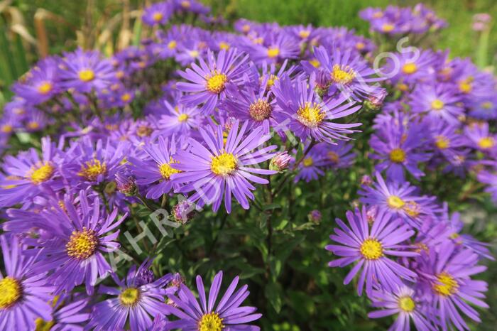 Hvězdnice chlumní 'Veilchenkönigin' - Aster amellus 'Veilchenkönigin'