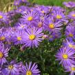 Hvězdnice chlumní 'Veilchenkönigin' - Aster amellus 'Veilchenkönigin'