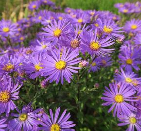 Hvězdnice chlumní 'Veilchenkönigin' - Aster amellus 'Veilchenkönigin'