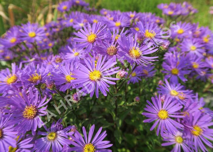 Hvězdnice chlumní 'Veilchenkönigin' - Aster amellus 'Veilchenkönigin'