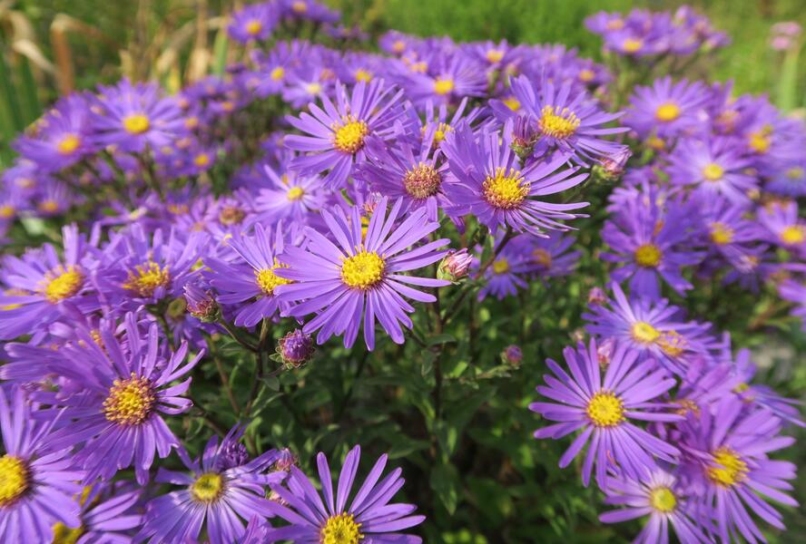 Hvězdnice chlumní 'Veilchenkönigin' - Aster amellus 'Veilchenkönigin'