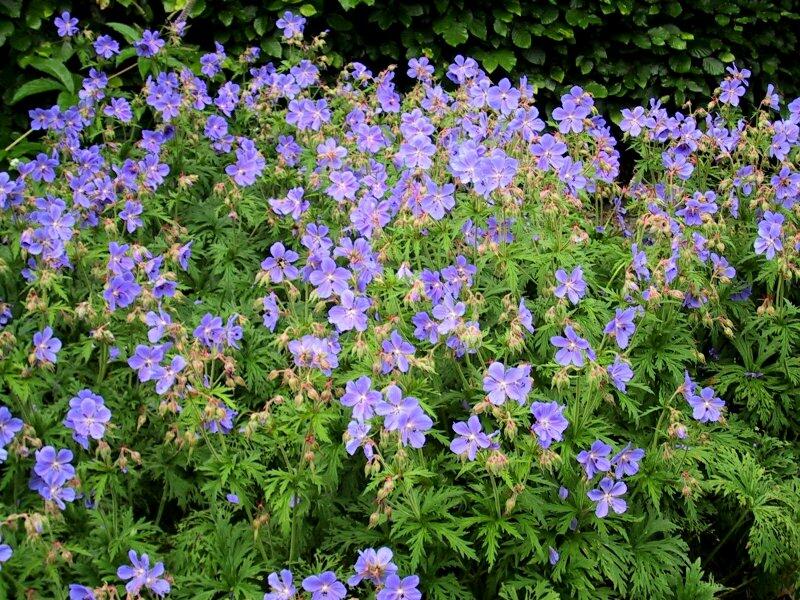 Kakost luční 'Mrs Kendall Clark' - Geranium pratensis 'Mrs Kendall Clark'