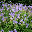Kakost luční 'Mrs Kendall Clark' - Geranium pratensis 'Mrs Kendall Clark'