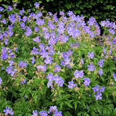 Kakost luční 'Mrs Kendall Clark' - Geranium pratensis 'Mrs Kendall Clark'