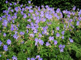 Kakost luční 'Mrs Kendall Clark' - Geranium pratensis 'Mrs Kendall Clark'