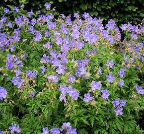 Kakost luční 'Mrs Kendall Clark' - Geranium pratensis 'Mrs Kendall Clark'