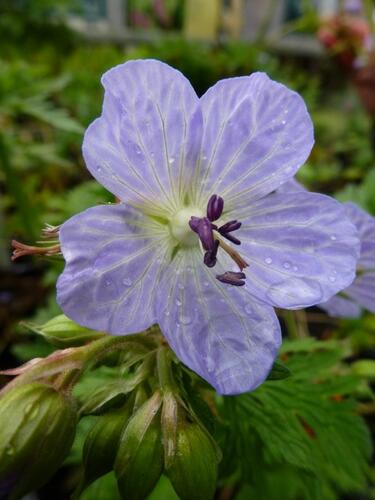 Kakost luční 'Mrs Kendall Clark' - Geranium pratensis 'Mrs Kendall Clark'