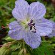 Kakost luční 'Mrs Kendall Clark' - Geranium pratensis 'Mrs Kendall Clark'