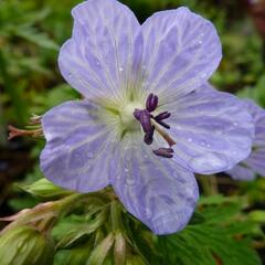 Kakost luční 'Mrs Kendall Clark' - Geranium pratensis 'Mrs Kendall Clark'