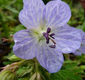 Kakost luční 'Mrs Kendall Clark' - Geranium pratensis 'Mrs Kendall Clark'