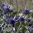 Máčka - Eryngium bourgatii