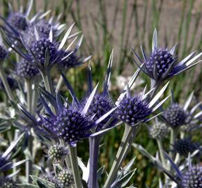 Máčka - Eryngium bourgatii