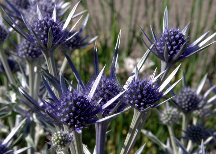 Máčka - Eryngium bourgatii