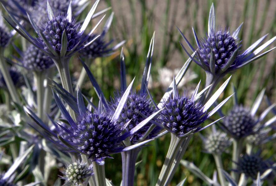 Máčka - Eryngium bourgatii