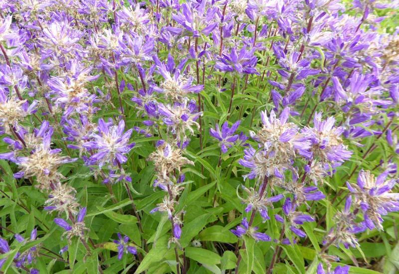 Zvonek klubkatý 'Genti Twister Bell' - Campanula glomerata 'Genti Twister Bell'