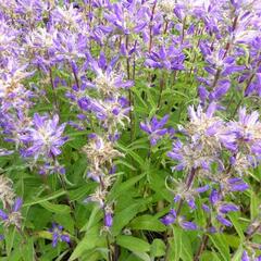 Zvonek klubkatý 'Genti Twister Bell' - Campanula glomerata 'Genti Twister Bell'