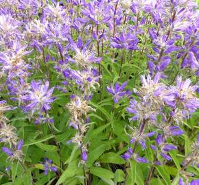 Zvonek klubkatý 'Genti Twister Bell' - Campanula glomerata 'Genti Twister Bell'