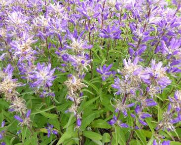 Zvonek klubkatý 'Genti Twister Bell'