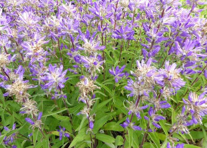 Zvonek klubkatý 'Genti Twister Bell' - Campanula glomerata 'Genti Twister Bell'