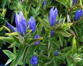 Hořec 'True Blue'