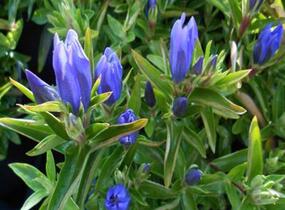 Hořec 'True Blue' - Gentiana 'True Blue'