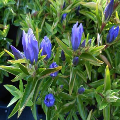 Hořec 'True Blue' - Gentiana 'True Blue'