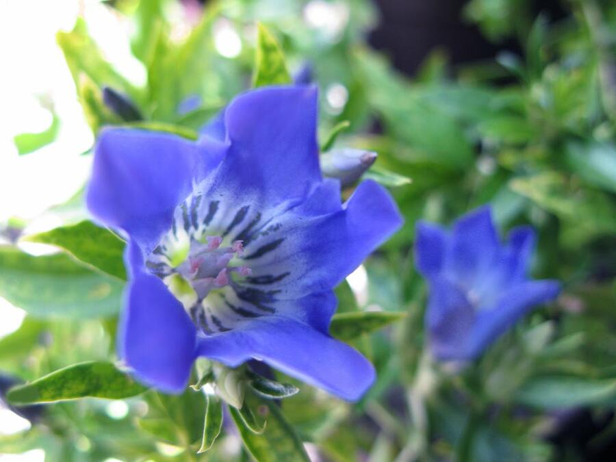 Hořec 'True Blue' - Gentiana 'True Blue'