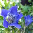 Hořec 'True Blue' - Gentiana 'True Blue'