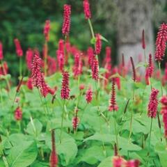 Rdesno 'Firetail' - Bistorta amplexicaulis 'Firetail'